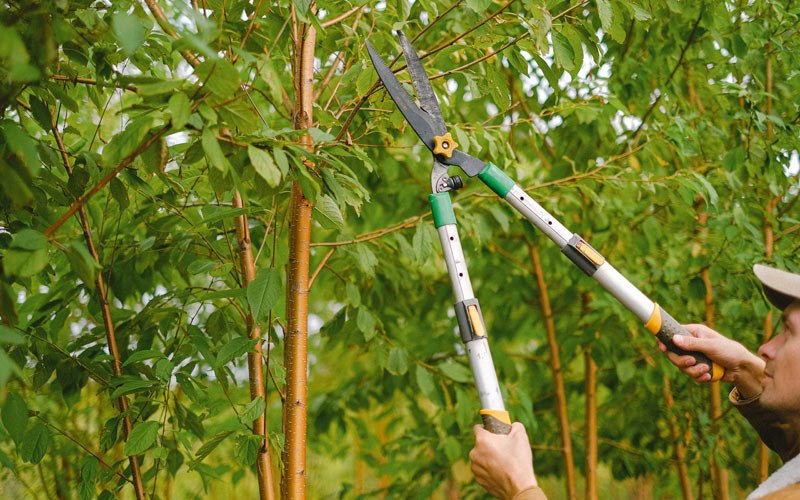 Tree trimming in Sutton, AK